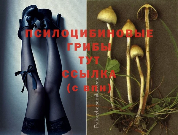 PSILOCYBIN Богородицк